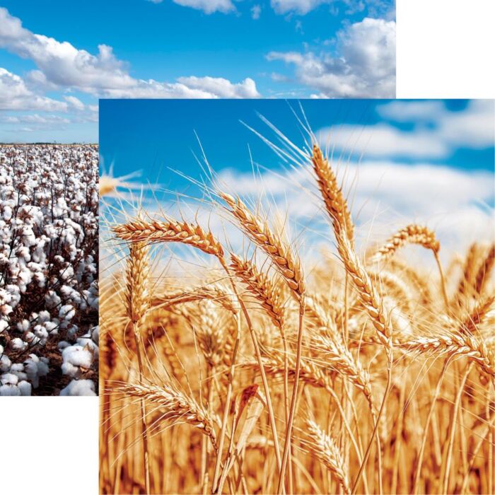 Reminisce - In The Field Double-Sided Cardstock 12"X12" Wheat