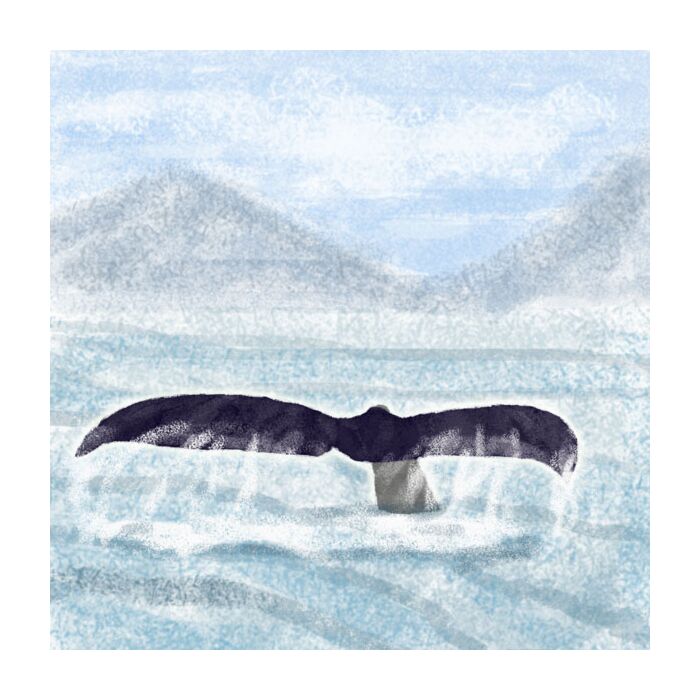 Preorder Scrapbook Customs Whale Tail Paper
