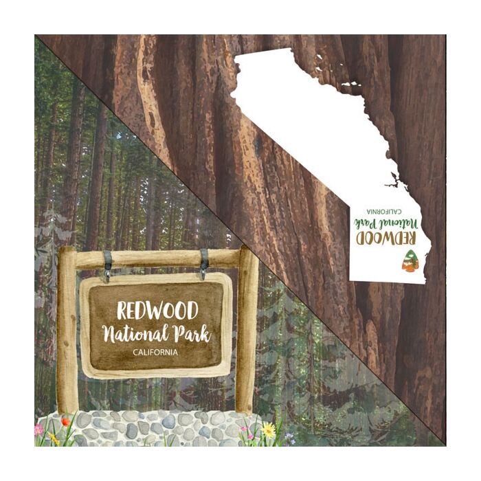 Redwood National Park Watercolor - Double-Sided Paper 12 x 12