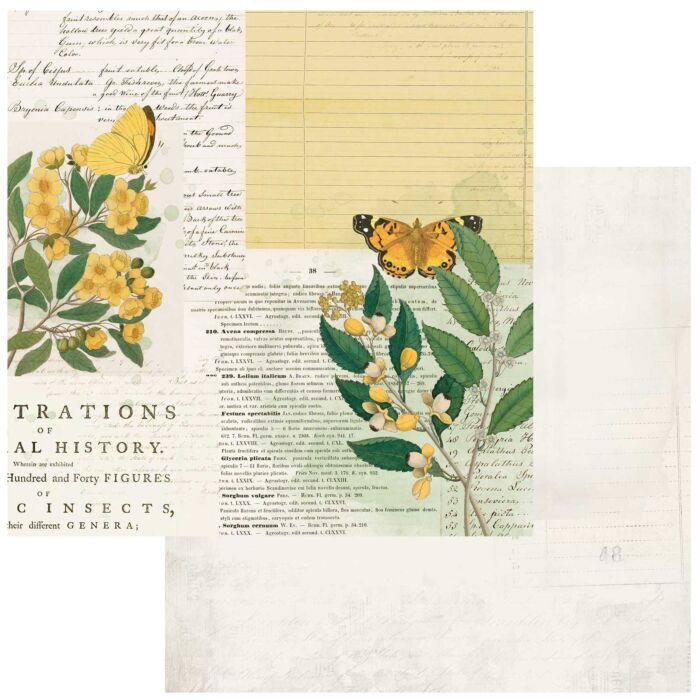 49 and Market Curators Botanical Double-Sided Cardstock 12"X12"-Natural History