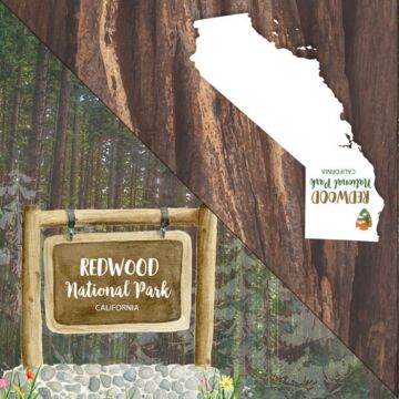 Redwood National Park Watercolor - Double-Sided Paper 12 x 12