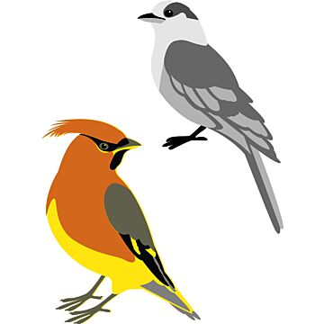 Pre-Order Prism Studio Die, Layering Canada Jay & Cedar Waxwing
