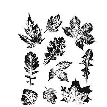 Stampers Anonymous Cling Stamp, Leaf Prints 2